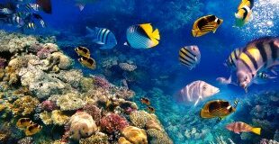 Почивка в ЕГИПЕТ - МИНИ ПОЧИВКА В ХУРГАДА И КРУИЗ С ЯХТА В ЧЕРВЕНО МОРЕ