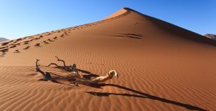 Екскурзия в НАМИБИЯ - Най-доброто от Намибия - пустиня, дива природа и крайбрежни приключения - водач от България!