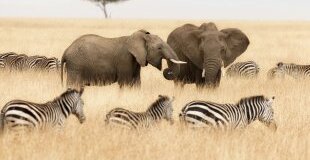 Putovanje u KENIJU - klasičan safari i odmor na Diani Biču