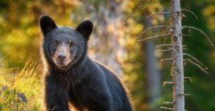 Екскурзия в КАНАДА - Величието на Скалистите планини - Калгари, Виктория, Ванкувър