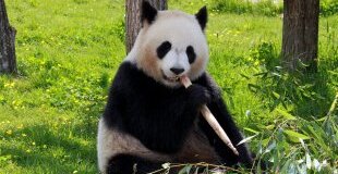 Екскурзия в КИТАЙ - Многоликият Китай с включен круиз по река Яндзъ - с водач от България!